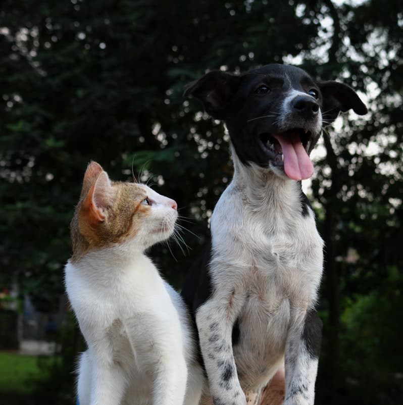 Nupro-Pet-Supplement Nupro-Supplement-Sample
