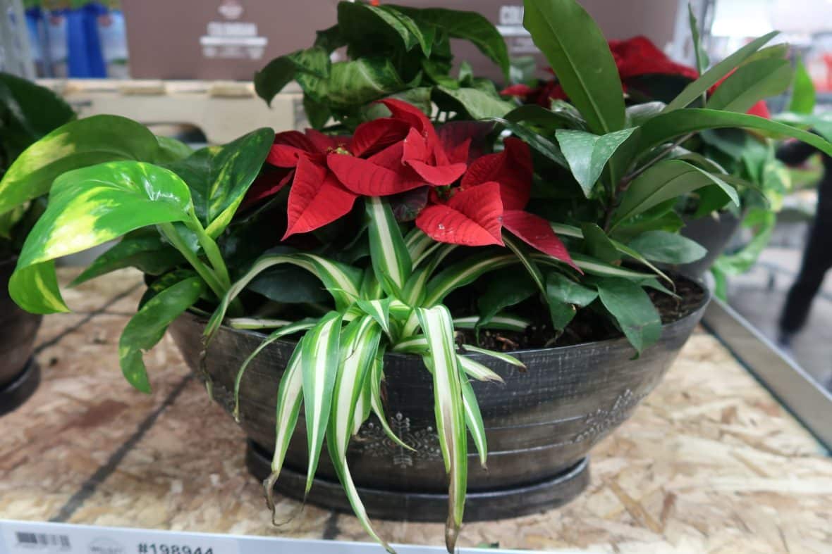 holiday planters at BJs wholesale club