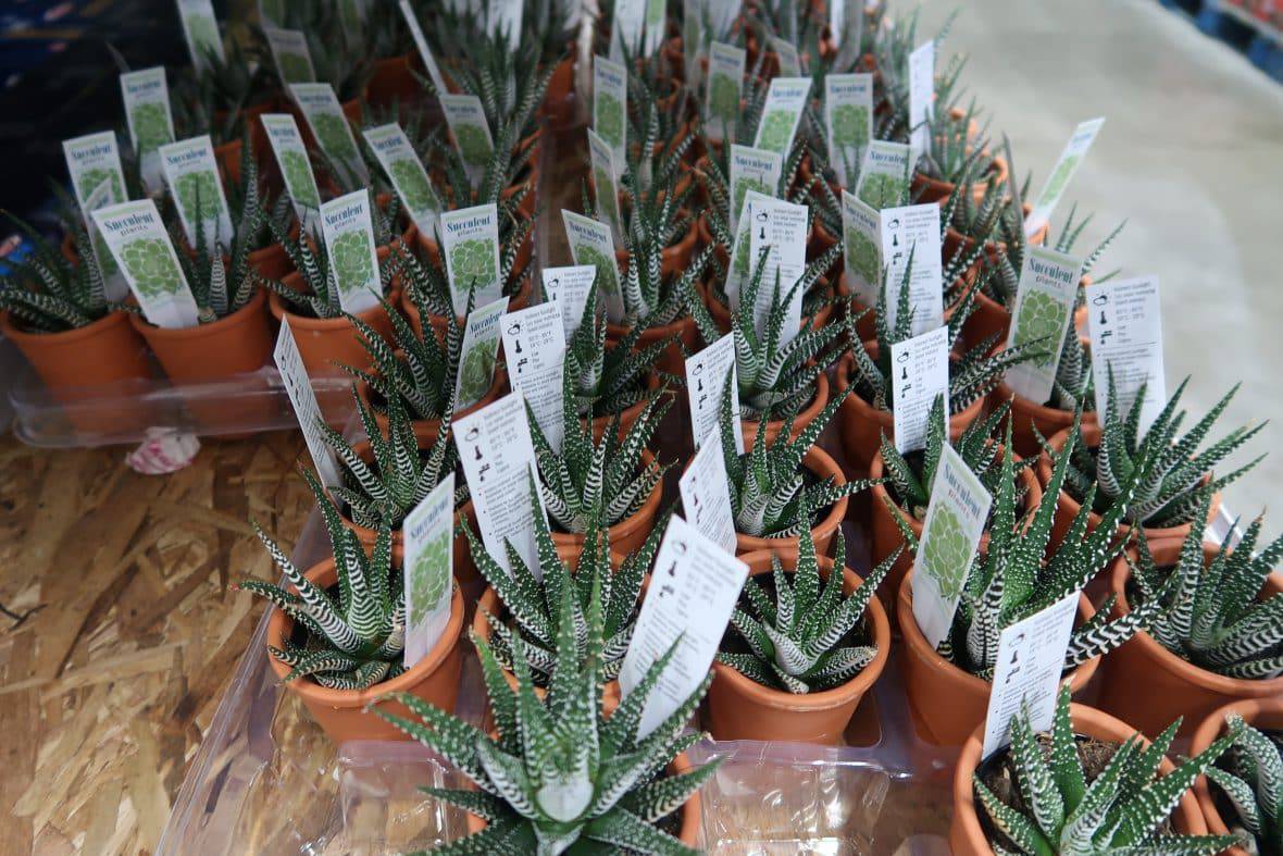 succulents at Bjs best price