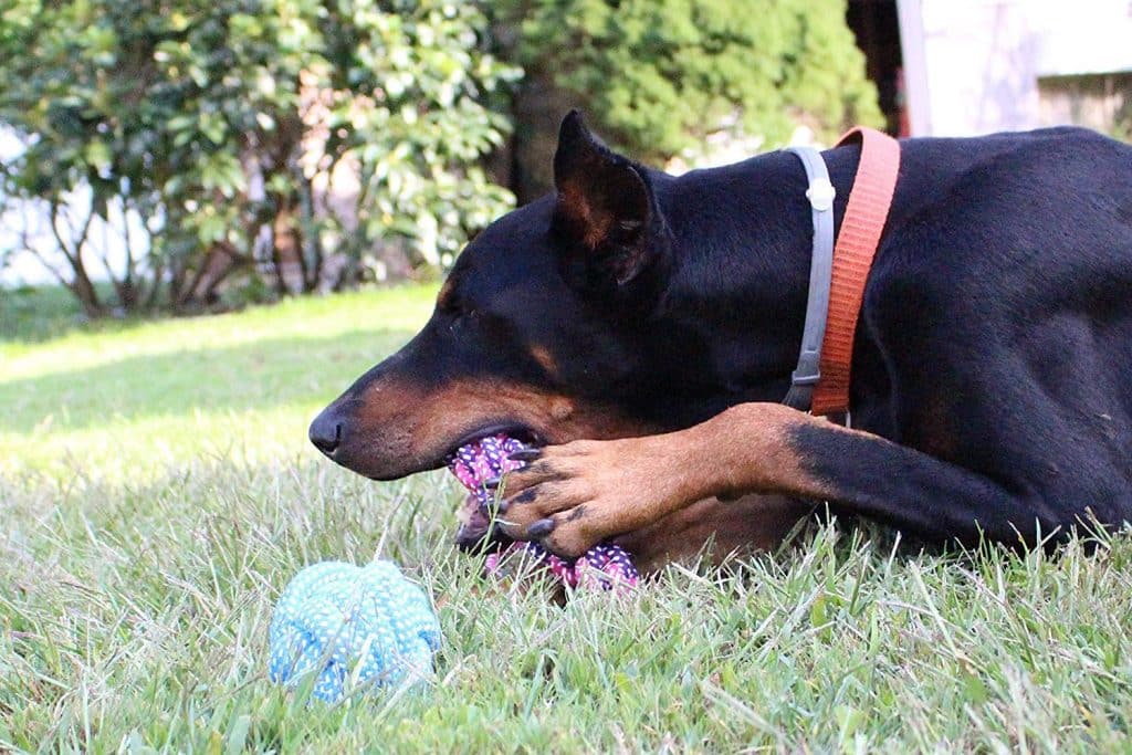 8 Dog Toys Amaozn 8-Dog-Toys-Amaozn-Deal