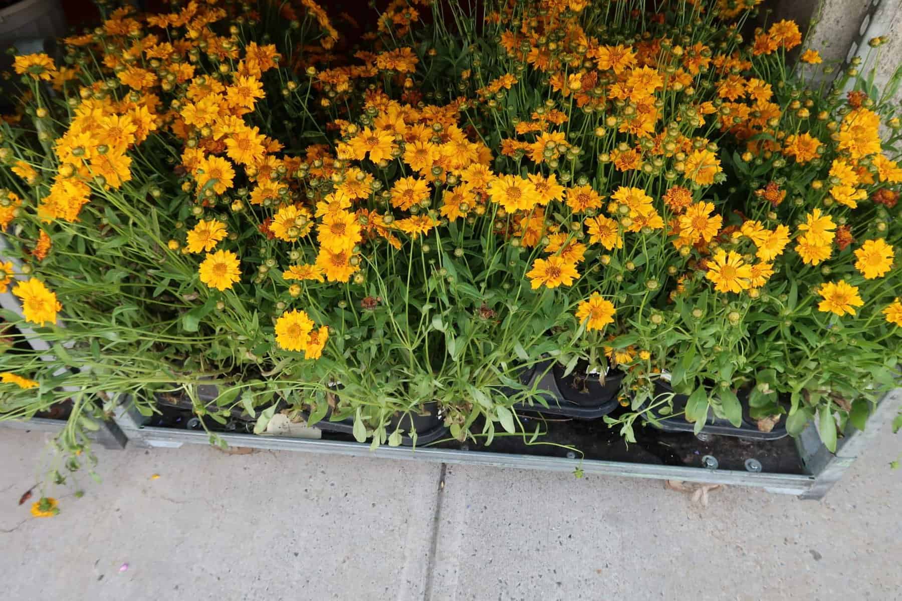 flowers out at BJs