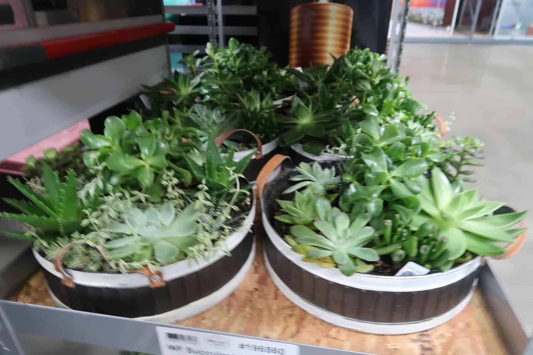 bjs indoor succulents
